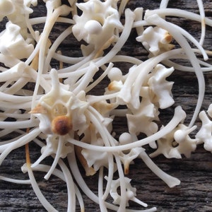 May include: A collection of white, bone-like objects with a slightly yellowed hue. The objects are arranged in a random pattern on a dark brown wooden surface.