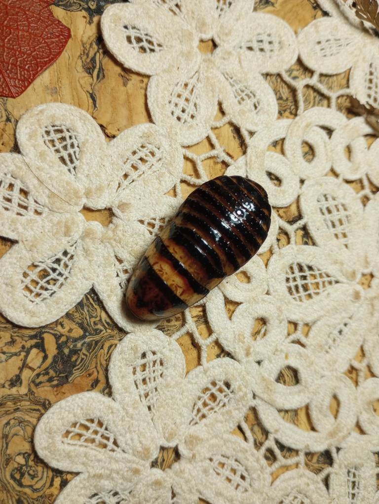 Deathtaxusa • #1341 - Real Animal Mummified Halloween Hisser