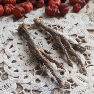 May include: Two dried bird feet with claws rest on a white, floral-patterned doily. Small, orange and maroon pumpkins are scattered in the background. The scene is set on a mottled, light brown surface.