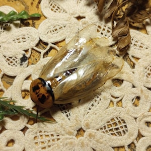May include: A unique insect-shaped brooch with a brown and tan body and a black and brown head. The brooch is set on a cream-colored lace doily with green and brown foliage accents.