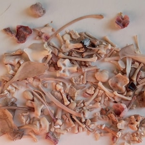 May include: A collection of small, beige animal bones, including vertebrae, ribs, and other skeletal fragments. Some bones have reddish-brown staining. The arrangement is scattered on a light-colored surface, creating a natural history display.
