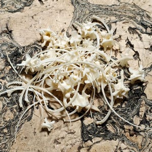 以下が含まれることがあります： まだらの明るい茶色と黒の表面に配置された、小さなオフホワイトの骨片のコレクション。おそらく椎骨。骨は複雑でとげのある構造と、湾曲した細い延長部を持っています。