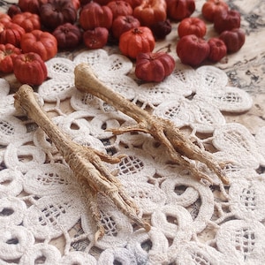 May include: Two dried chicken feet rest on a white lace doily with a floral pattern. Small, decorative pumpkins in shades of red and orange are scattered around the doily, creating a fall-themed arrangement.