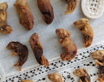 Mummified Pinky Mice Etsy