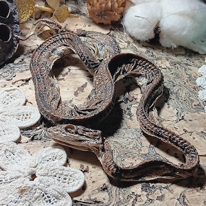 May include: A dried snake, brown with dark brown and tan markings, is coiled on a textured surface. The snake's head is visible, with detailed scales and eye. The image is a close-up, highlighting the snake's texture and pattern.
