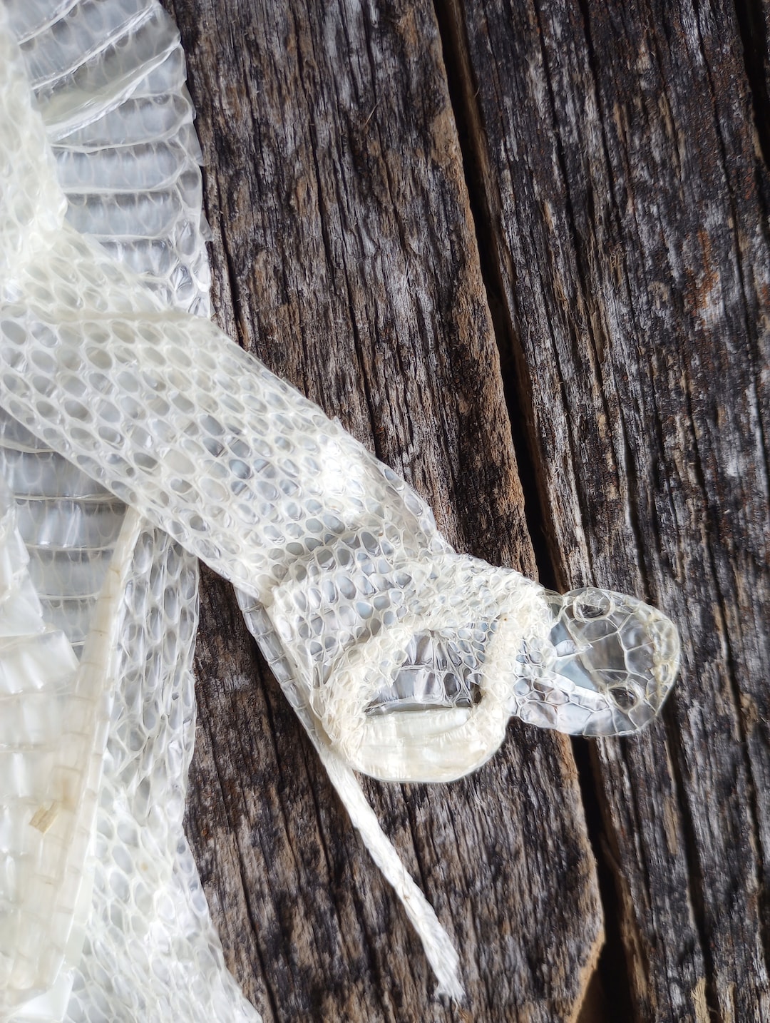 Image result for Deathtaxusa • #47 - 48" Cornsnake Corn Snake Skin Shed Molt | Serpent Reptile | Nature Curio ...