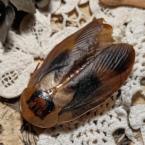 May include: A preserved insect specimen with brown and black wings and a rounded body. The insect rests on a white lace doily, showcasing its intricate wing patterns and body details. The specimen's colors range from light tan to dark brown.