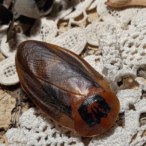 May include: A brown and black decorative object resembling an insect, with a rounded end and a detailed wing pattern. The object is set against a backdrop of white lace and a textured surface, creating a vintage aesthetic.