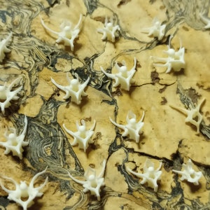 May include: A collection of small, off-white, bone-like objects scattered on a textured, light brown surface. The objects have a symmetrical, wing-like appearance, possibly vertebrae or similar anatomical structures. The background has a marbled, wood-grain pattern.