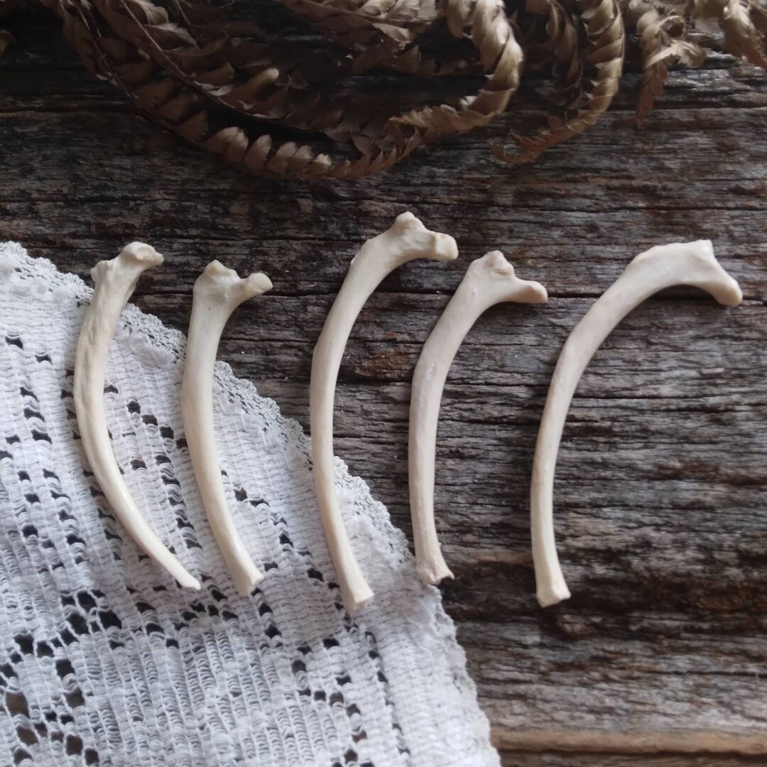 Deathtaxusa • #934 - Real Animal Rib Ribs Bone | Animal Skeleton ...