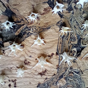 May include: A collection of small, white, spiky bone structures scattered across a textured, brown surface. The bone structures have a star-like appearance with multiple points radiating outwards. The background has a natural, wood-grain pattern.