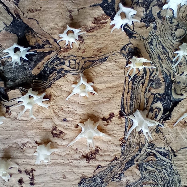Vertebrae Bones Etsy