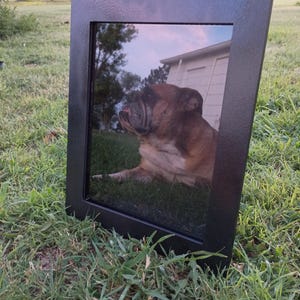 May include: A black rectangular picture frame with a photograph of a bulldog. The dog is brown and white, lying on the grass. The frame is angled, resting on the green grass.
