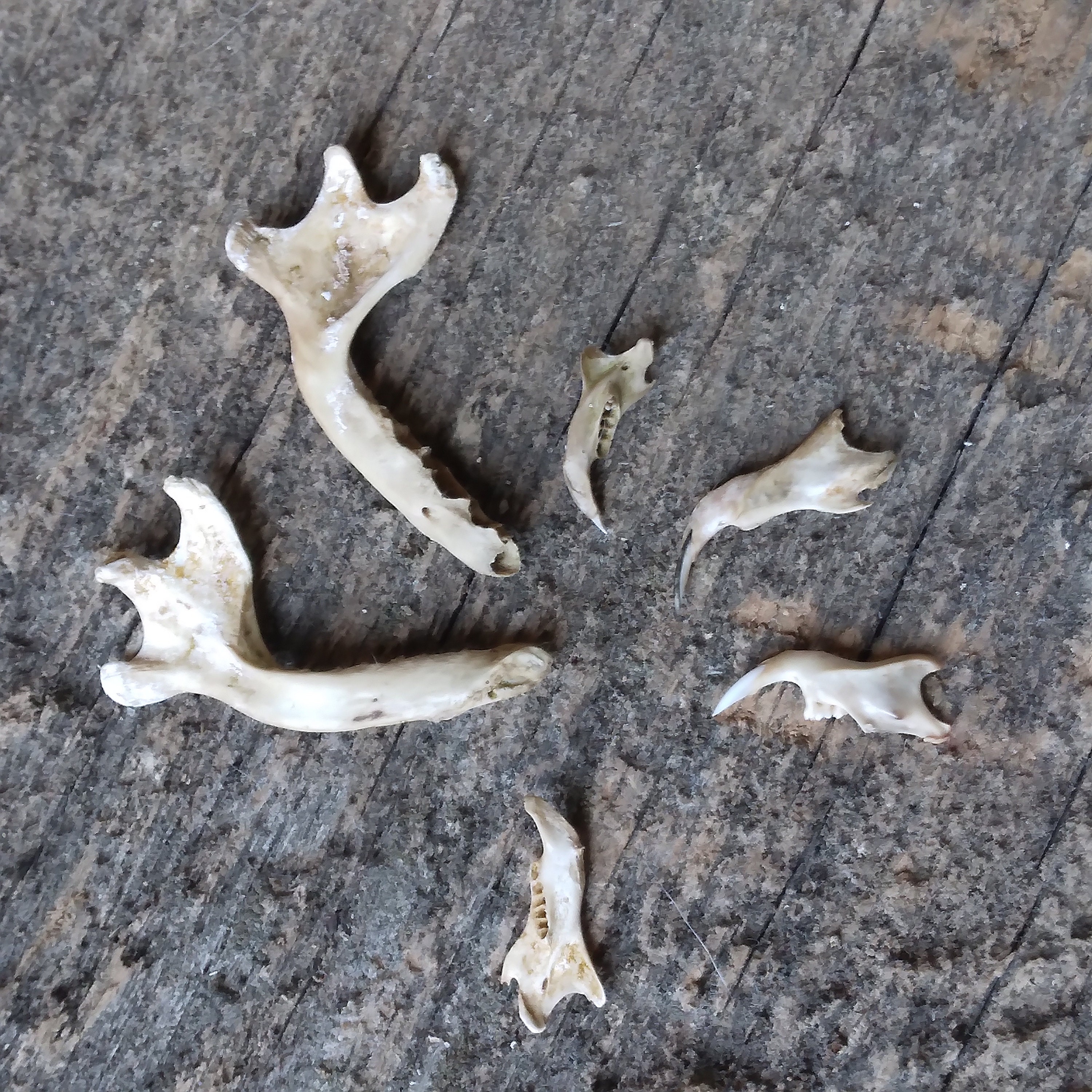 Animal Jaw Bones - Etsy Animal Jaw Bones - Etsy