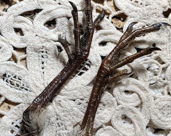 DeathTaxUSA • #4424 - Real Animal  Freeze Dried Bobwhite Quail Feet Mummified | Foot Bird Aves Bones | Curio Oddities | Taxidermy Specimen