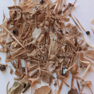 May include: A collection of small, beige-colored bones and bone fragments, including what appear to be vertebrae, ribs, and other skeletal pieces. Some pieces have a darker, brownish hue. The arrangement is scattered, with a few small, dark, round objects interspersed.