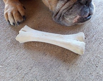 DeathTaxUSA • Real Animal Miniature Mini Pony Horse Mule Goat Bone | Limb Leg BoneS | Curio Curiosity Oddities Oddity | Taxidermy Specimen