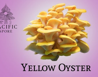Yellow Oyster Mushroom Liquid Culture Syringe *Pleurotus Citrinopileatus*