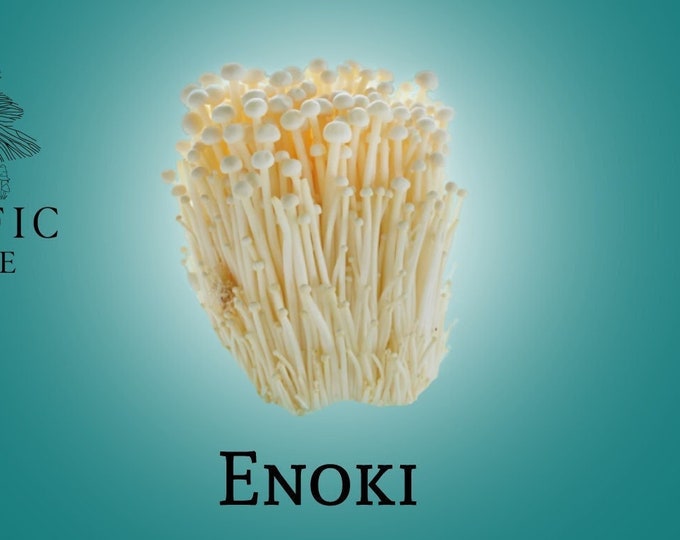 Enoki Mushroom Etsy