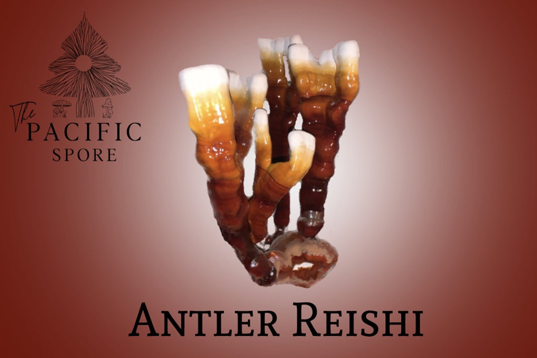 Antler Reishi Mushroom Liquid Culture Syringe ganoderma Etsy