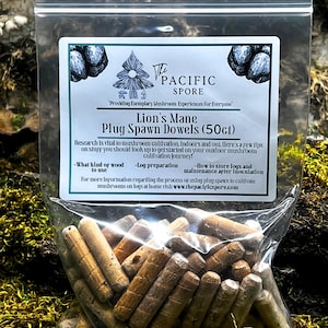 Lionsmane paddenstoel plug spawn