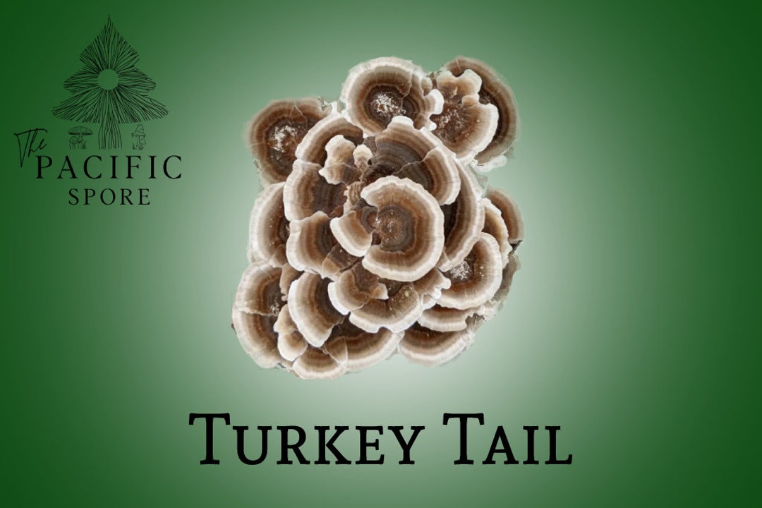 Turkey Tail Mushroom Liquid Culture Syringe trametes Versicolor Etsy