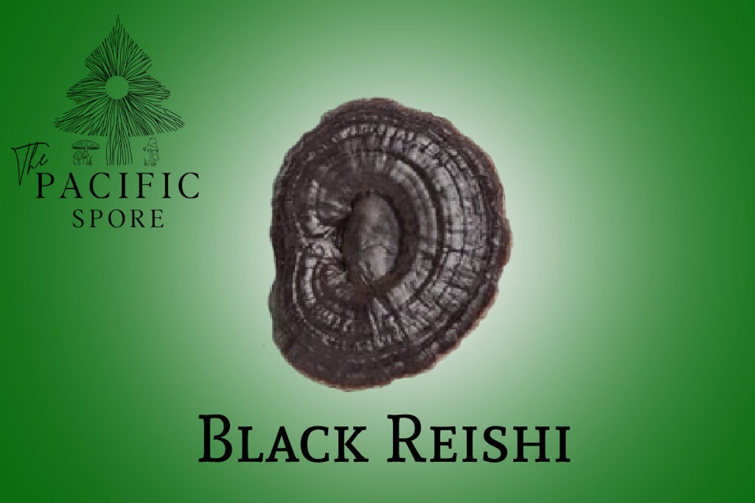 Black Reishi Mushroom Liquid Culture Syringe ganoderma Formosanum Etsy