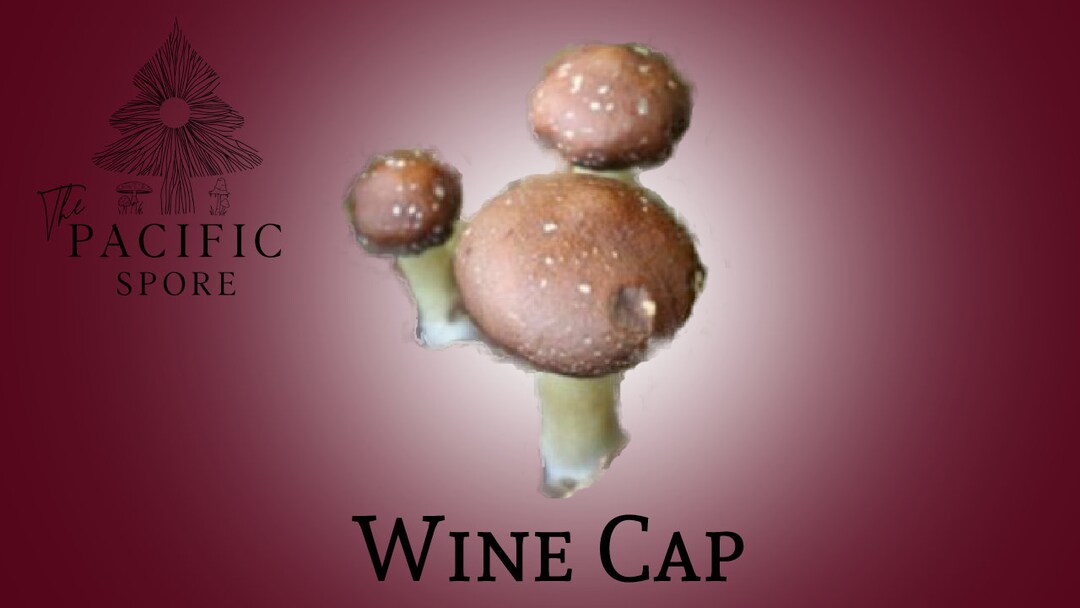 Wine Cap Mushroom Liquid Culture Syringe stropharia Rugosoannulata Etsy