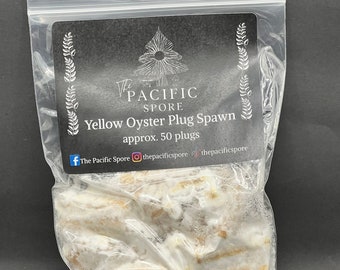 Yellow Oyster Mushroom Dowel Plug Spawn