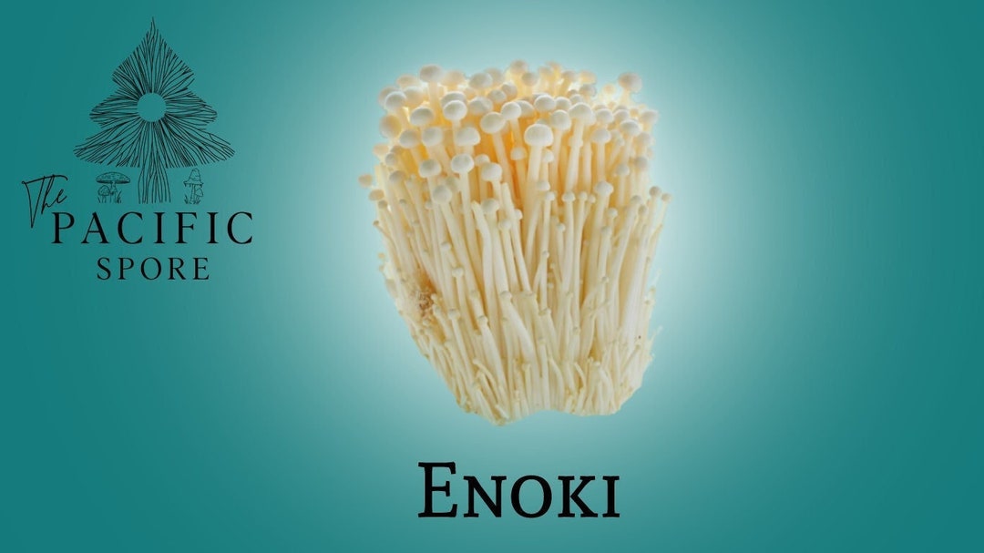 Enoki Mushroom Etsy