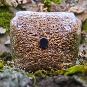 May include: A close-up of a clear plastic bag filled with brown grains. The bag is sitting on a bed of green moss.