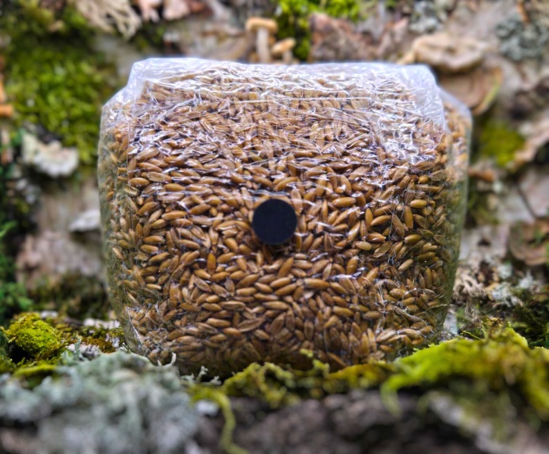 May include: A close-up of a clear plastic bag filled with brown grains. The bag is sitting on a bed of green moss.