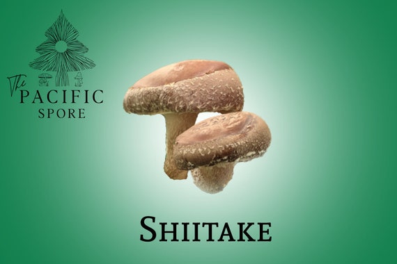 Seringue de culture liquide de shiitake