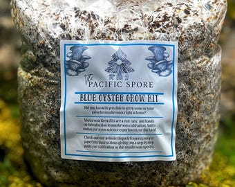 Blue Oyster Grow Kit