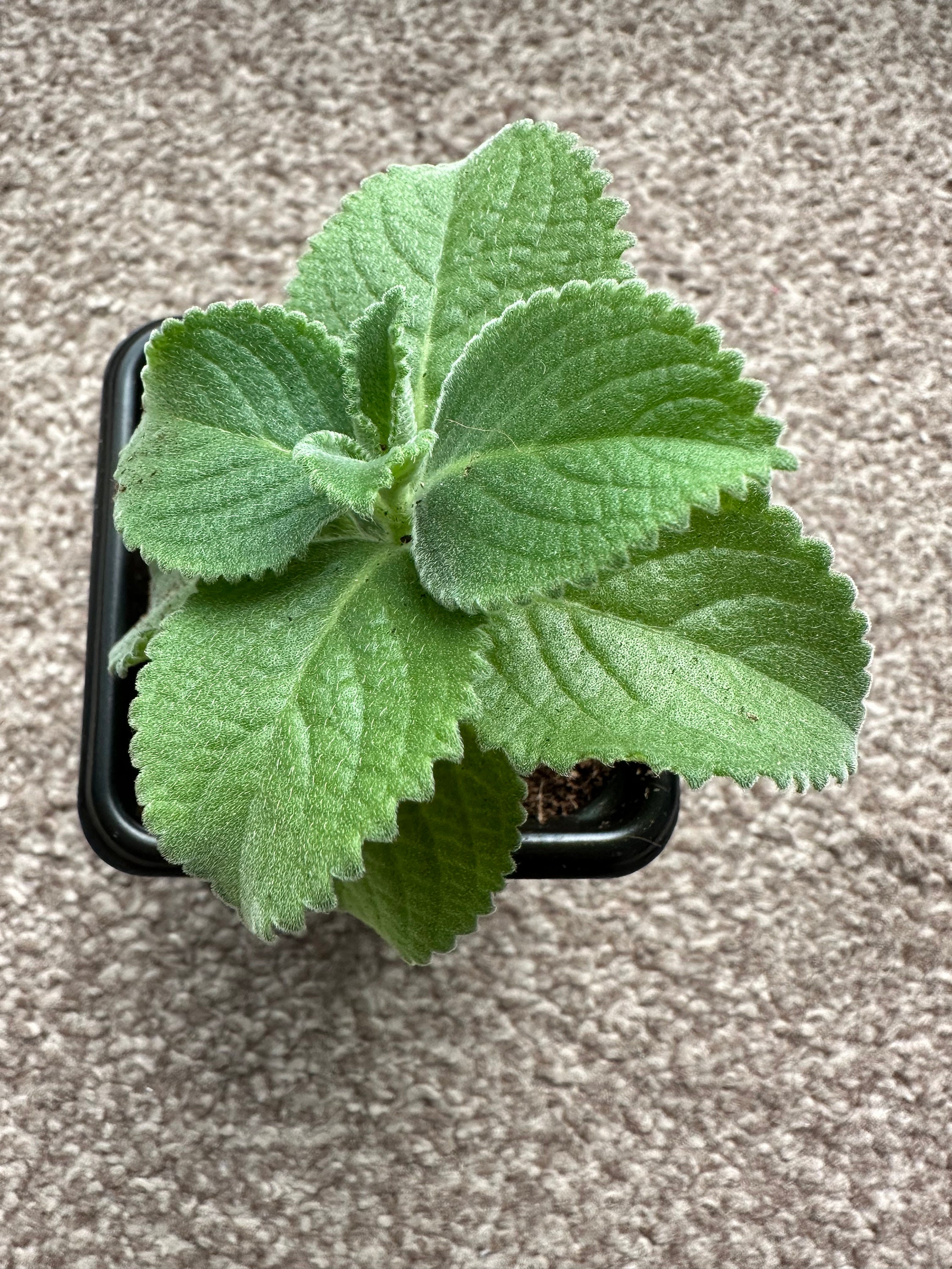 Ajwain Plant Trachyspermum Ammi Carrom Plant Indian Etsy UK