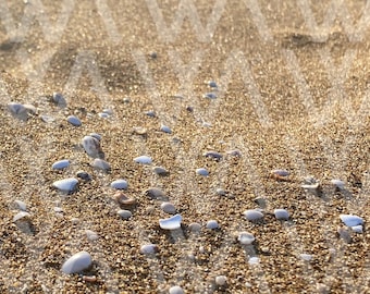 Schelpen - Digitaal beeld, zee, schelpen, strand, winterzee. Zonder embleem