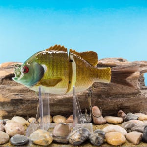 May include: A realistic-looking green and brown bass fishing lure with red eyes and a feathered tail. The lure is on a clear plastic stand and is surrounded by small rocks.