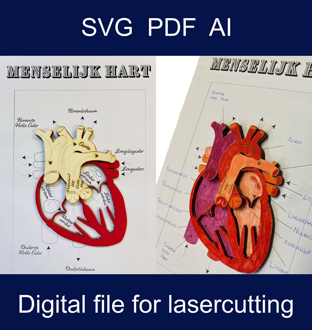 The Human Heart, Laser Cutting and Milling, Design, Digital Vector File ...