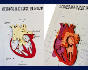 The human heart, laser cutting and milling, design, digital vector file, svg, ai and pdf, A3 format.