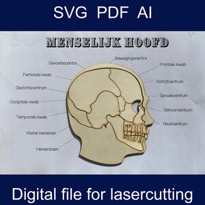 May include: A laser cut wooden model of the human head with labels for the different parts of the brain in Dutch. The text reads "MENSELIJK HOOFD" which translates to "Human Head".
