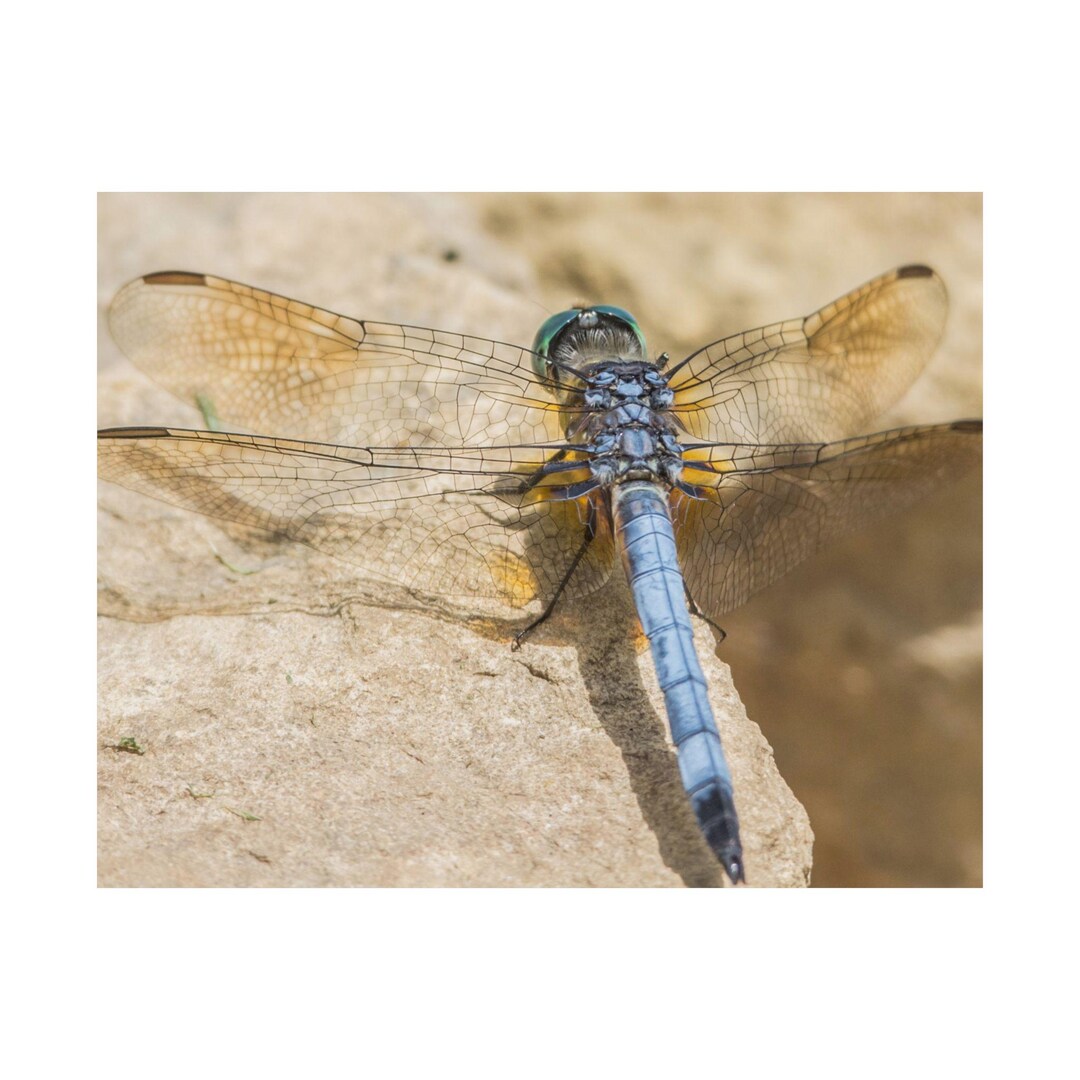 Satin Posters, Blue Dasher Dragonfly Close up Resting on a Rock, Wall ...