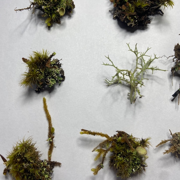 Dried lichen flower tiny mushroom moss set 15pcs Small fungus natural plants Great for resin work jewelry or fairy gardens!