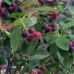 May include: Close-up of a bush with clusters of ripe, dark red berries and green leaves. The berries have a deep purple hue, suggesting they are ready for harvest. The image captures the natural beauty of the plant.