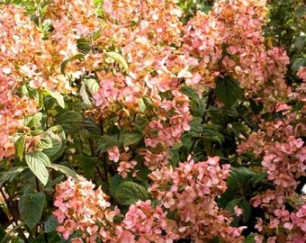 Pink Diamond Hydrangea 2 Gallon