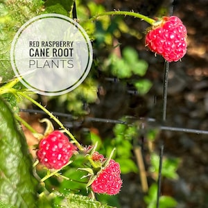 May include: Close-up of red raspberries on a green vine. The image includes the text "RED RASPBERRY CANE ROOT PLANTS" in a white circle. The raspberries are ripe and ready to harvest. The background is blurred, with a hint of a wire fence.