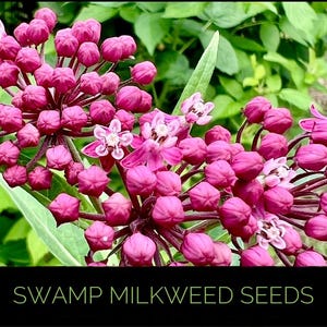 May include: Close-up of swamp milkweed seed pods. The image features clusters of vibrant pink buds and delicate white and pink flowers, set against a backdrop of green foliage. The text "SWAMP MILKWEED SEEDS" is displayed in a black rectangle.