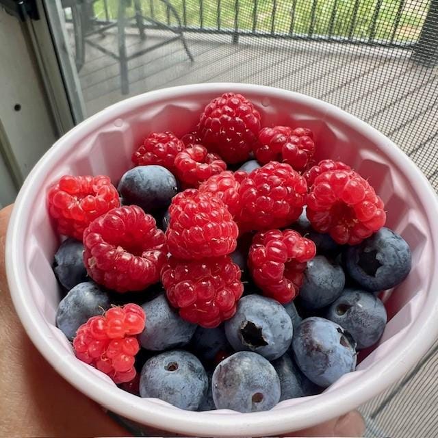 3 Red Latham Raspberry Bare Root Plant Crowns- Abundant Production ...