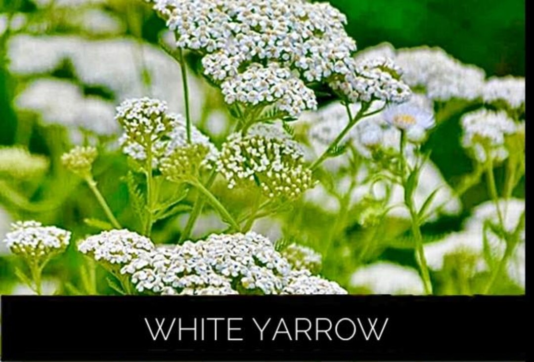 6 White Yarrow Achillea Millefolium, Bare Root Plants, Organic, GROWN ...