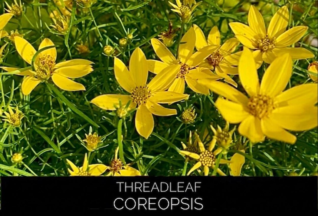 Threadleaf Coreapsis 6 Threadleaf Coreopsis Bare Root Starter Plants, USA GROWN, Organic ...