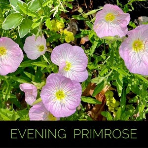 May include: Close-up of evening primrose flowers. The flowers are a soft pink with yellow centers and delicate veining. The image includes the text "EVENING PRIMROSE" in a black box at the bottom, surrounded by green foliage.